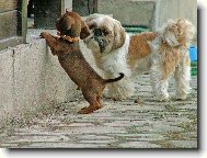 icu, Shih-Tzu