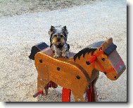 Jorkšírský terier, Yorkshire Terrier,