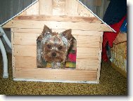 Jorkšírský terier, Yorkshire Terrier,