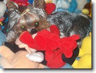 Jorkšírský terier, Yorkshire Terrier,