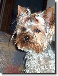 Jorkšírský terier, Yorkshire Terrier,