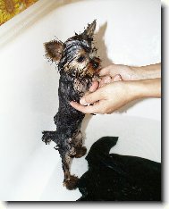 Jorkšírský terier, Yorkshire Terrier,
