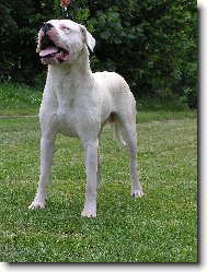 Dogo Argentino