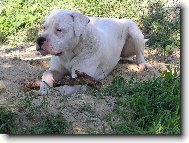 Dogo Argentino