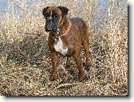 Deutscher Boxer