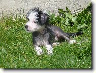 Chinese Crested Dog