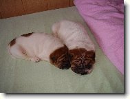 Shar-Pei