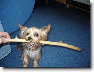 Jorkšírský terier, Yorkshire Terrier,