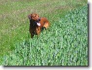 Rhodesian Ridgeback