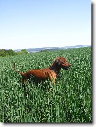 Rhodesian Ridgeback