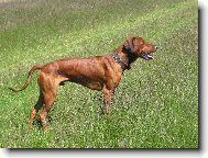 Rhodesian Ridgeback