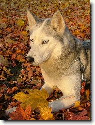 Siberian Husky