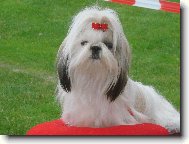 icu, Shih-Tzu