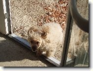 Poodle, Caniche