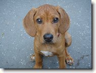 Rhodesian Ridgeback
