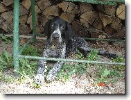 Deutscher Kurzhaariger Vorstehhund