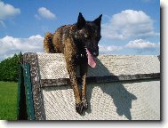 Chien de Berger Belge - Malinois
