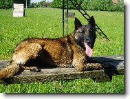 Chien de Berger Belge - Malinois