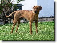 Rhodesian Ridgeback