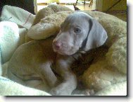 Weimaraner, Weimaraner Vorsterhund