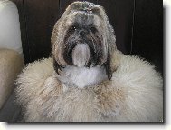 icu, Shih-Tzu