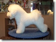 Bichon á poil frisé, Bichon Frise