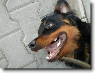 Rottweiler