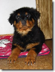 Rottweiler