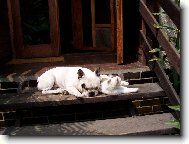 Bouledogue francais, French Bulldog