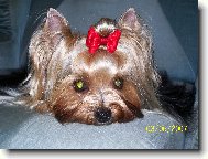 Jorkšírský terier, Yorkshire Terrier,