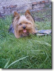 Jorkšírský terier, Yorkshire Terrier,