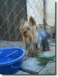 Jorkšírský terier, Yorkshire Terrier,