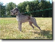 Deutsche Dogge