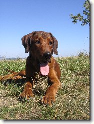 Rhodesian Ridgeback