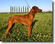 Rhodesian Ridgeback