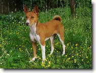 Congo Dog