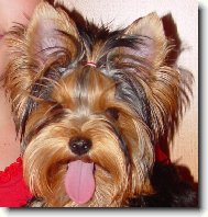 Jorkšírský terier, Yorkshire Terrier,
