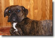 Deutscher Boxer