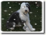 Bobtail
