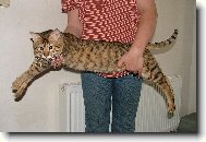 Savannah of Bengal Cats