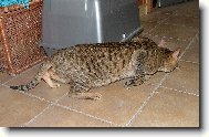 Savannah of Bengal Cats