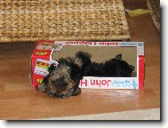 Jorkšírský terier, Yorkshire Terrier,