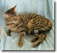 Savannah of Bengal Cats