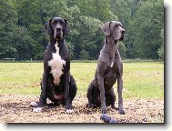Deutsche Dogge