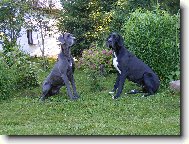 Deutsche Dogge