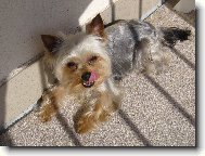 Jorkšírský terier, Yorkshire Terrier,