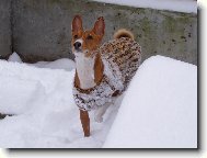 Congo Dog