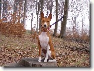 Congo Dog