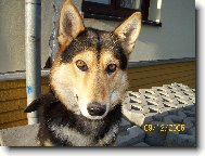 Siberian Husky