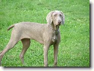 Weimaraner, Weimaraner Vorsterhund